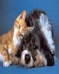 pic for Cat & Dog